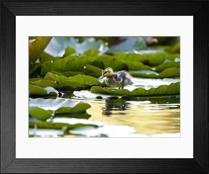 Framed Print : DDE-90027923 Framed Print : DDE-90027923