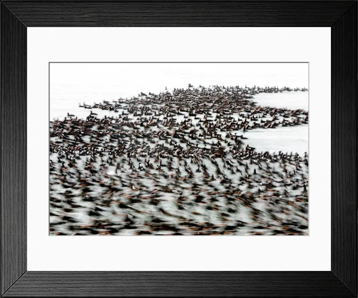 Framed Print : DDE-90027922 Framed Print : DDE-90027922