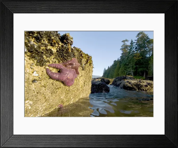 Framed Print : DDE-90027924