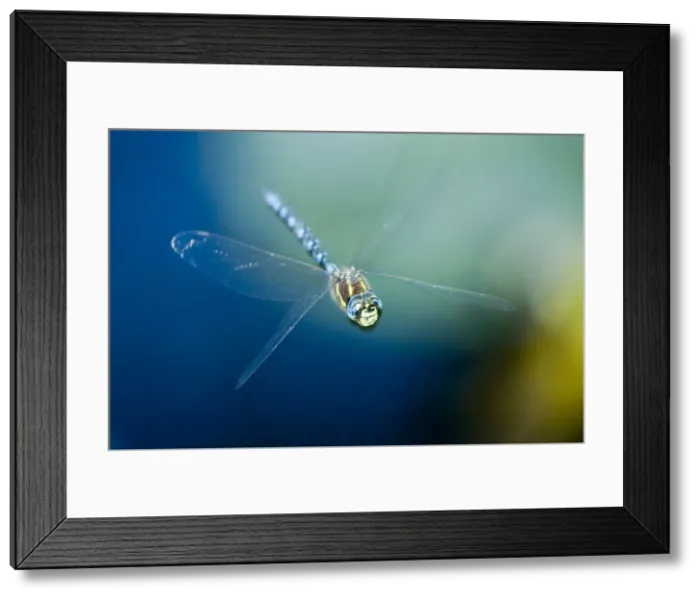 Framed Print : DDE-90027925 Framed Print : DDE-90027925