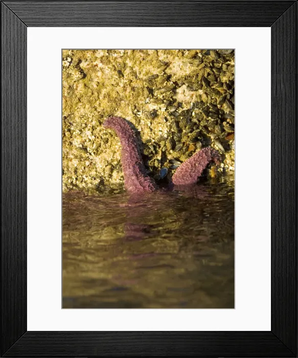 Framed Print : DDE-90027929