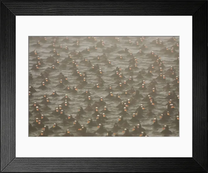 Framed Print : DDE-90027933 Framed Print : DDE-90027933