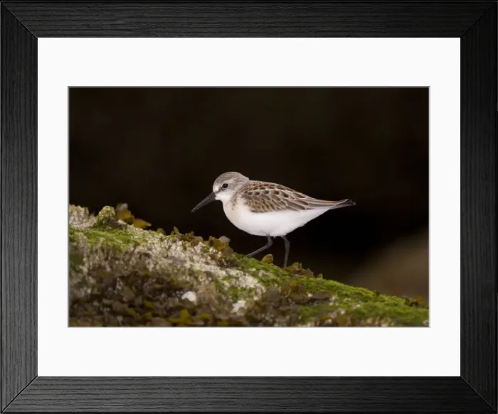 Framed Print : DDE-90027934 Framed Print : DDE-90027934