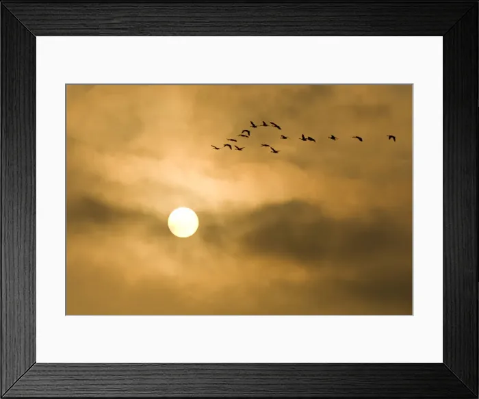 Framed Print : DDE-90027935 Framed Print : DDE-90027935