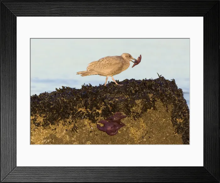 Framed Print : DDE-90027936 Framed Print : DDE-90027936
