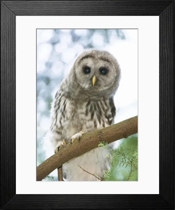 Framed Print : DDE-90027938 Framed Print : DDE-90027938