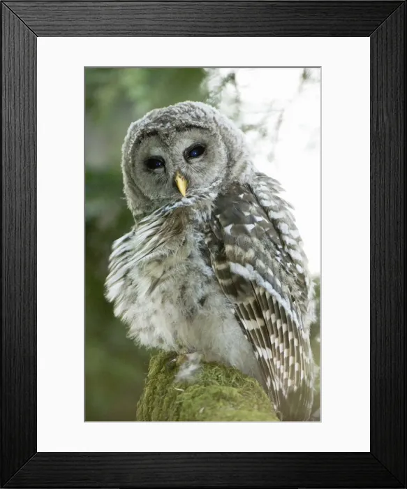 Framed Print : DDE-90027939 Framed Print : DDE-90027939