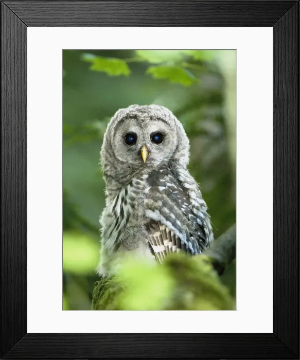 Framed Print : DDE-90027940 Framed Print : DDE-90027940