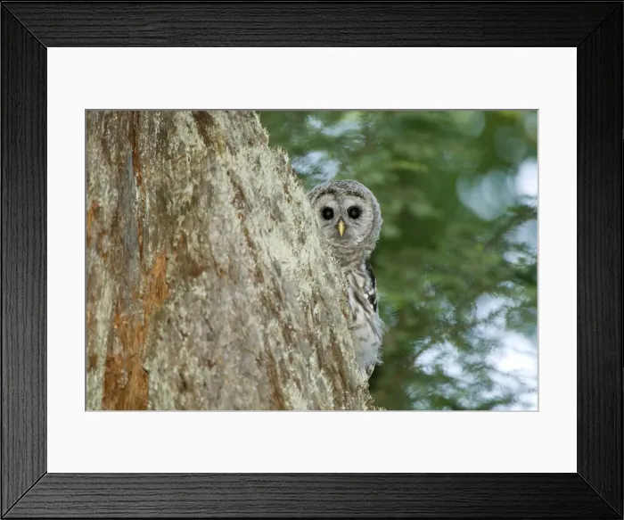 Framed Print : DDE-90027941