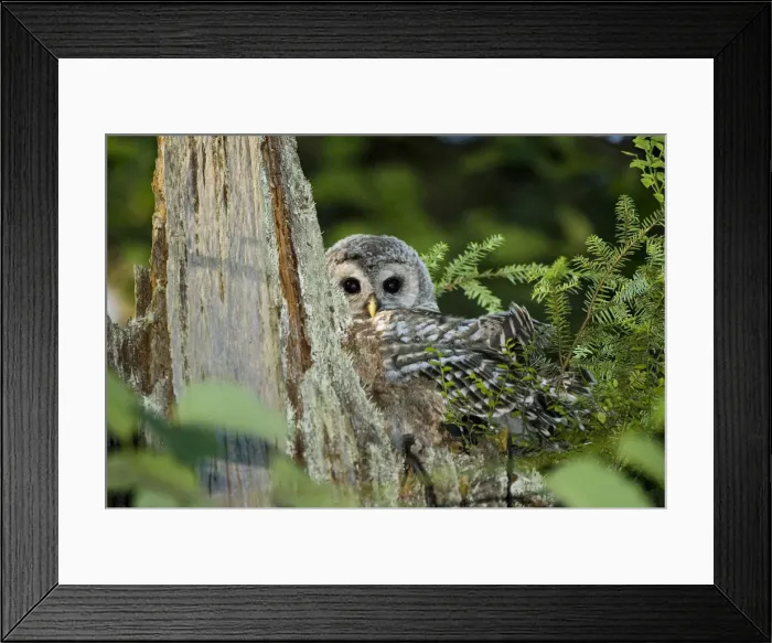 Framed Print : DDE-90027943 Framed Print : DDE-90027943