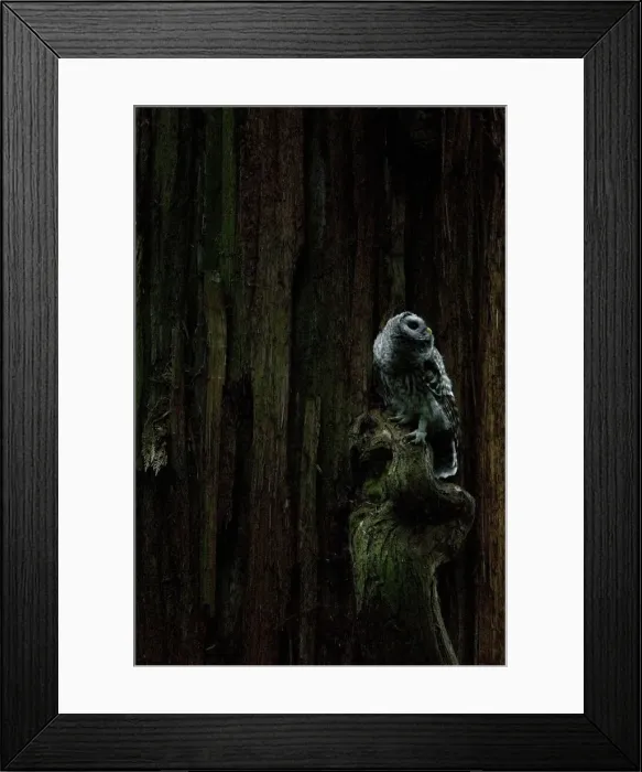 Framed Print : DDE-90027942 Framed Print : DDE-90027942
