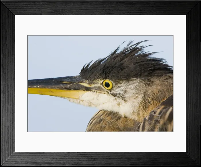 Framed Print : DDE-90027946 Framed Print : DDE-90027946