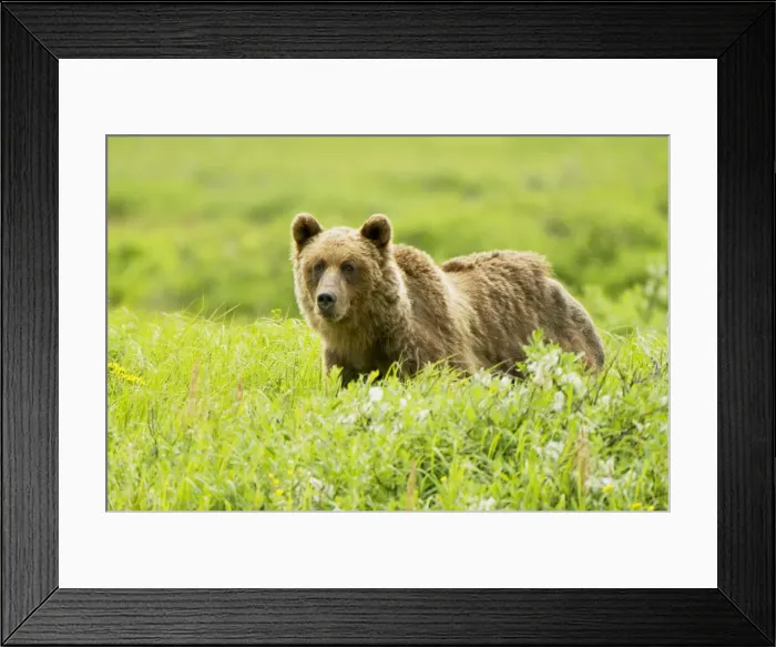 Framed Print : DDE-90027947
