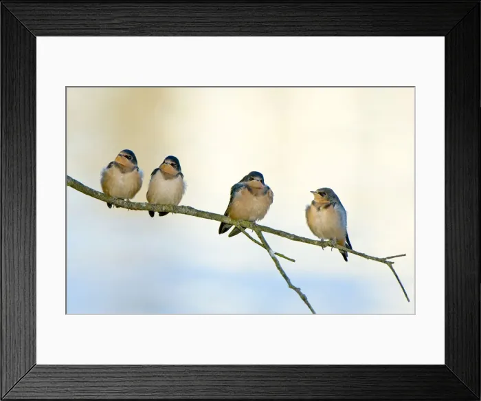 Framed Print : DDE-90027949 Framed Print : DDE-90027949