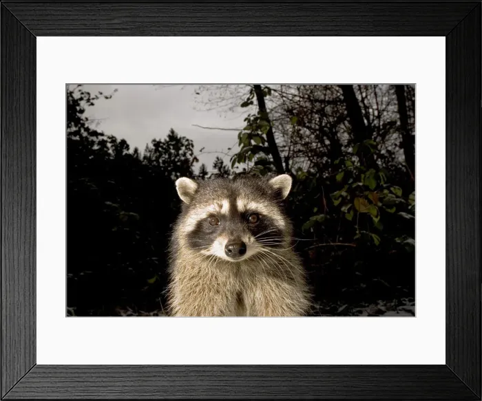 Framed Print : DDE-90027950 Framed Print : DDE-90027950
