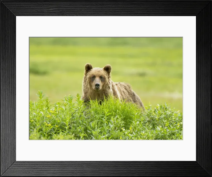 Framed Print : DDE-90027948 Framed Print : DDE-90027948