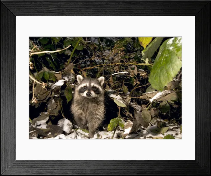 Framed Print : DDE-90027951 Framed Print : DDE-90027951