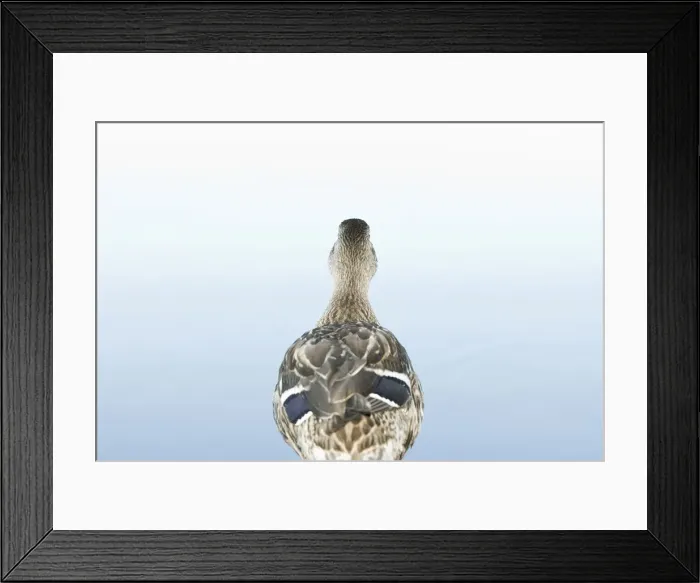 Framed Print : DDE-90027954 Framed Print : DDE-90027954