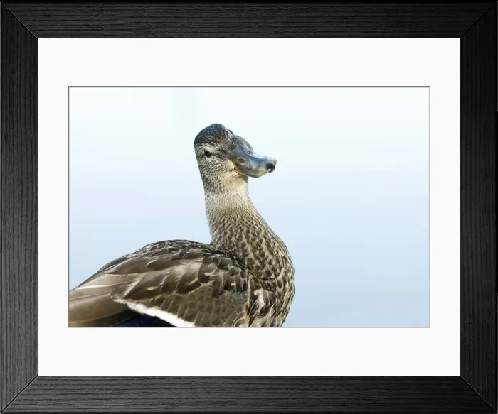 Framed Print : DDE-90027955 Framed Print : DDE-90027955