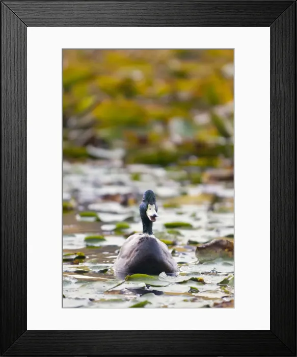Framed Print : DDE-90027956 Framed Print : DDE-90027956