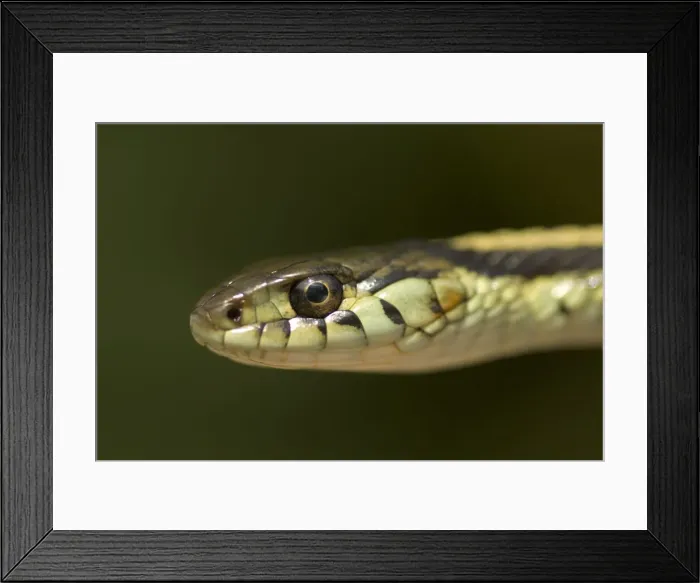 Framed Print : DDE-90027959 Framed Print : DDE-90027959
