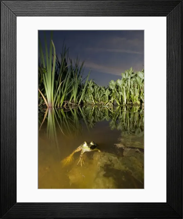 Framed Print : DDE-90027958 Framed Print : DDE-90027958