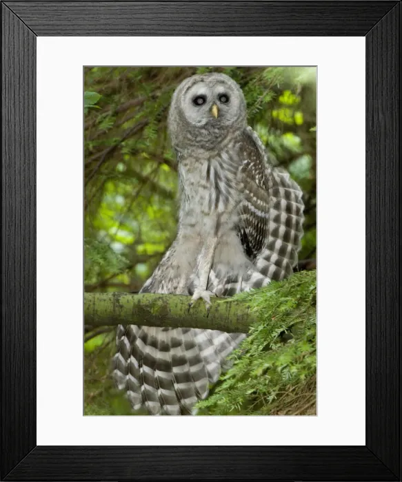 Framed Print : DDE-90027960