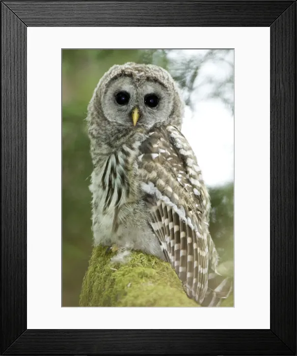 Framed Print : DDE-90027961 Framed Print : DDE-90027961