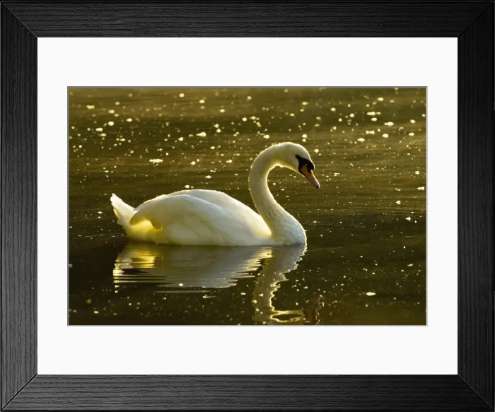 Framed Print : DDE-90027963 Framed Print : DDE-90027963