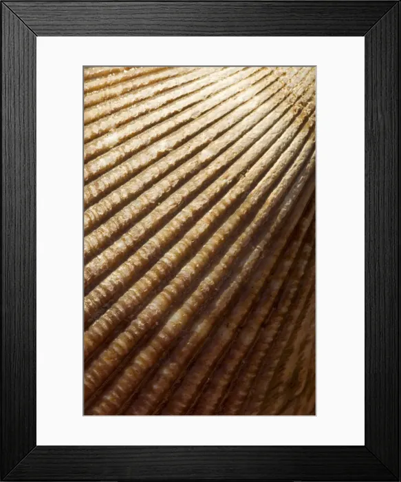 Framed Print : DDE-90027968 Framed Print : DDE-90027968
