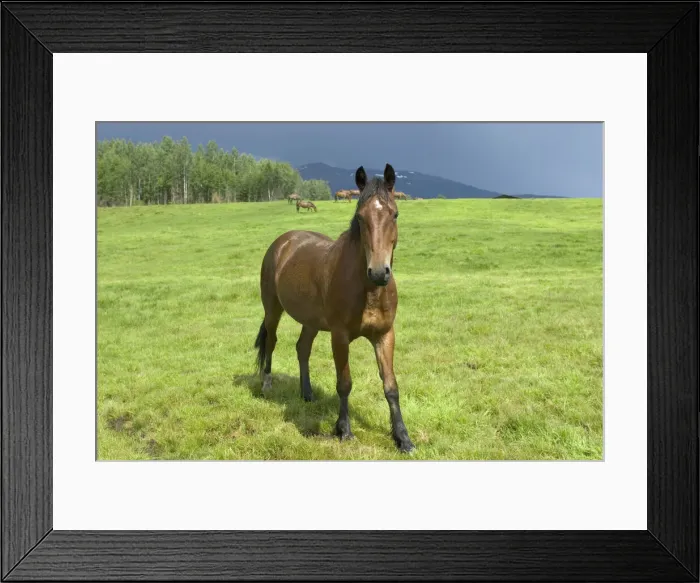 Framed Print : DDE-90027970 Framed Print : DDE-90027970