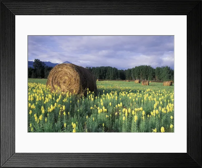 Framed Print : DDE-90027972 Framed Print : DDE-90027972