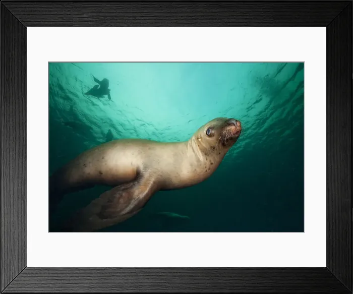 Framed Print : DDE-90027976 Framed Print : DDE-90027976