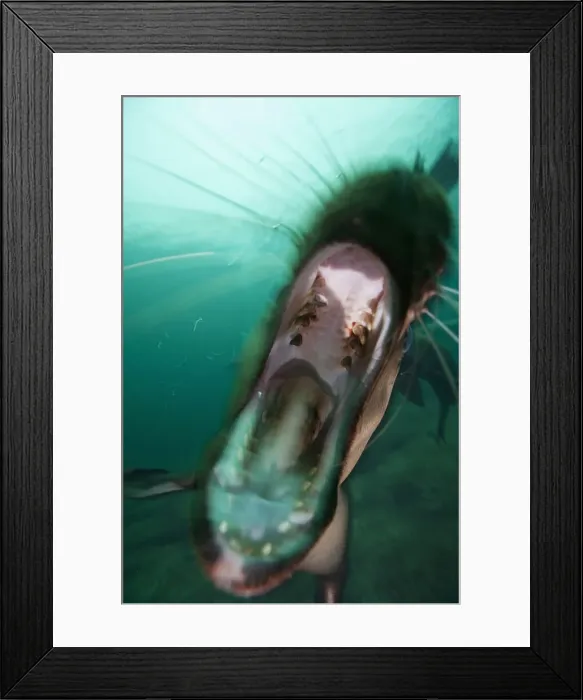 Framed Print : DDE-90027975
