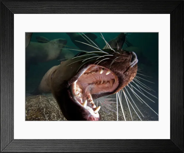 Framed Print : DDE-90027977 Framed Print : DDE-90027977