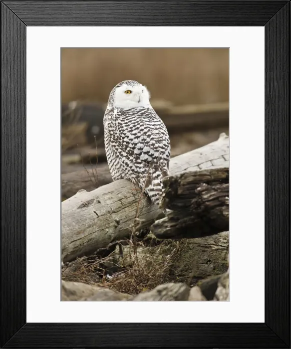 Framed Print : DDE-90027981 Framed Print : DDE-90027981