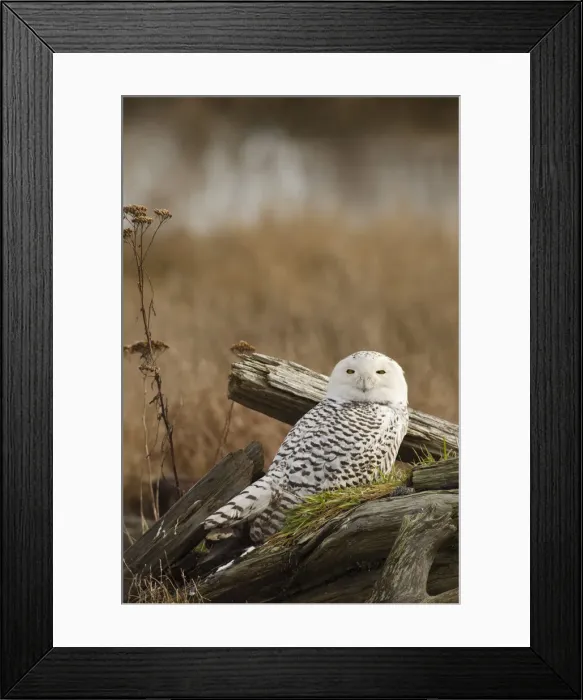 Framed Print : DDE-90027983 Framed Print : DDE-90027983