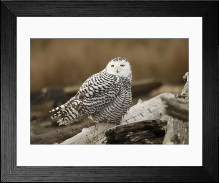 Framed Print : DDE-90027982 Framed Print : DDE-90027982