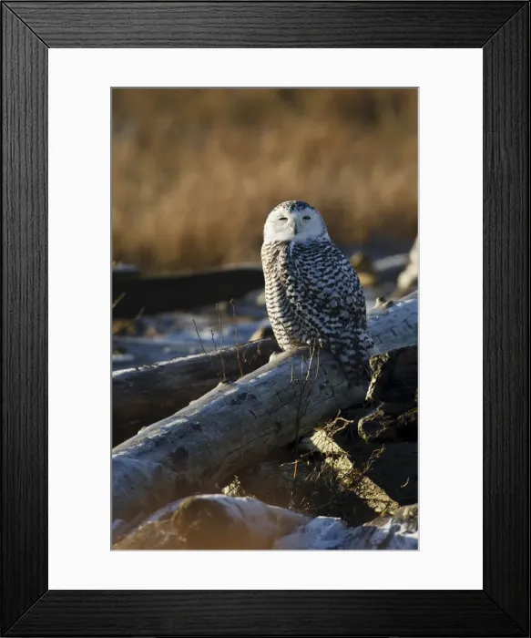 Framed Print : DDE-90027984 Framed Print : DDE-90027984