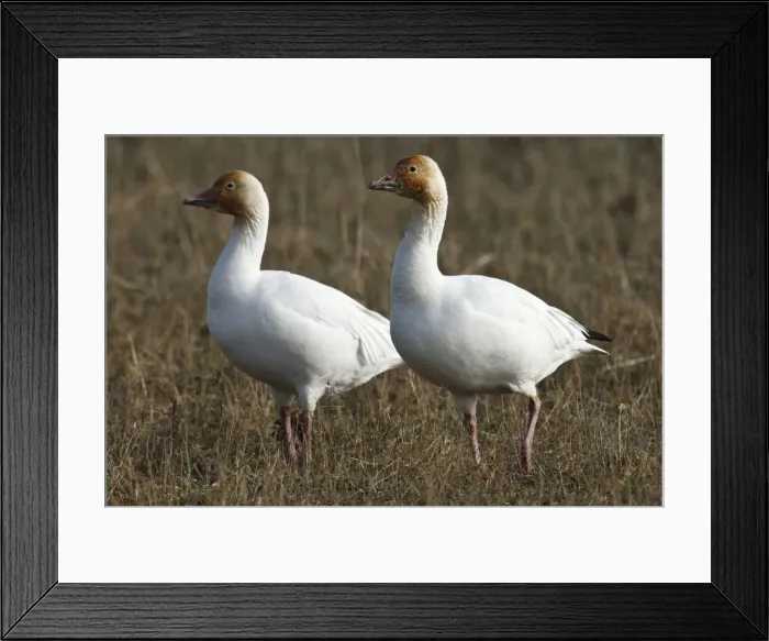 Framed Print : DDE-90027986 Framed Print : DDE-90027986