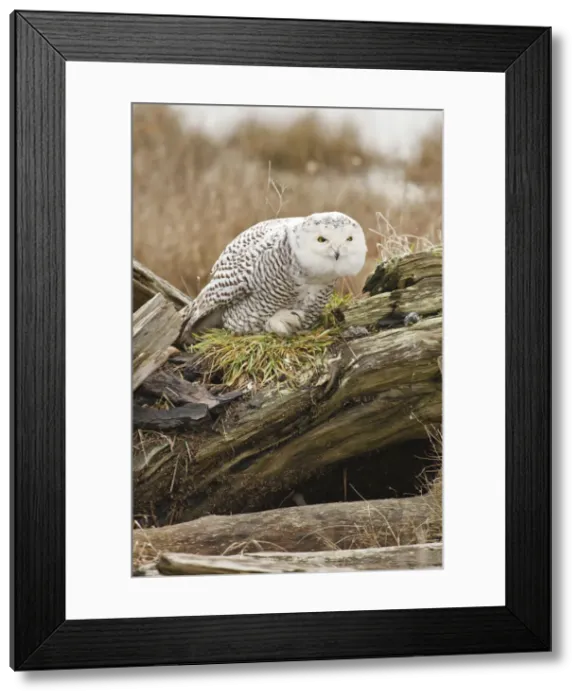 Framed Print : DDE-90027987 Framed Print : DDE-90027987