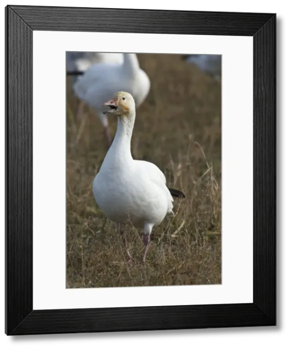 Framed Print : DDE-90027985 Framed Print : DDE-90027985