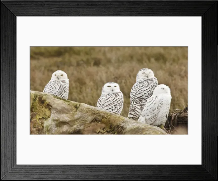 Framed Print : DDE-90027989 Framed Print : DDE-90027989