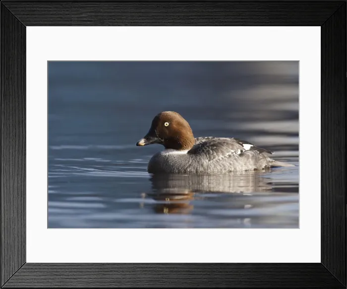 Framed Print : DDE-90027990 Framed Print : DDE-90027990