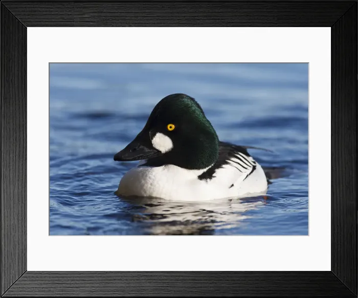 Framed Print : DDE-90027992 Framed Print : DDE-90027992