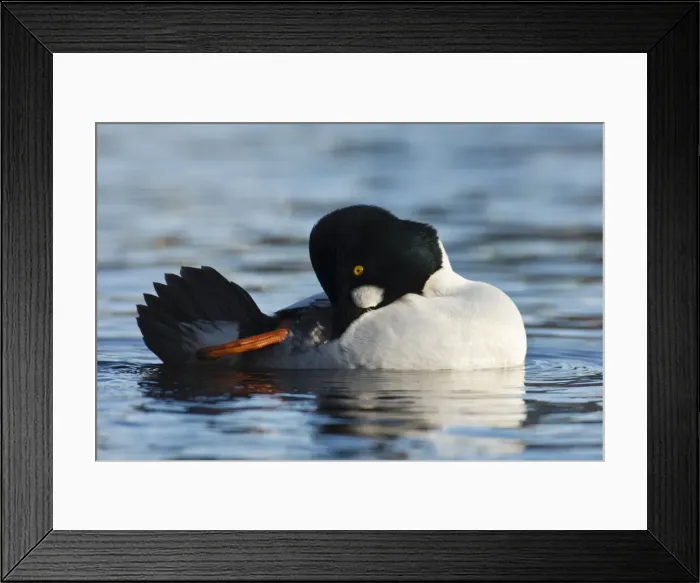 Framed Print : DDE-90027995 Framed Print : DDE-90027995