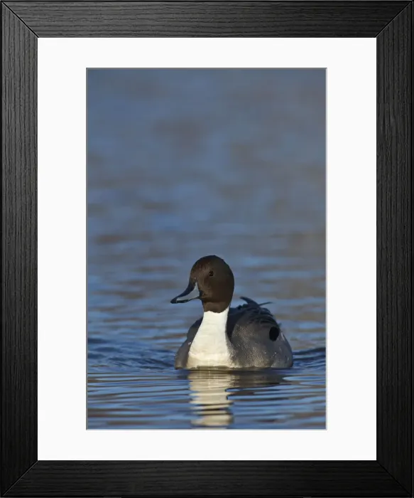 Framed Print : DDE-90028000 Framed Print : DDE-90028000