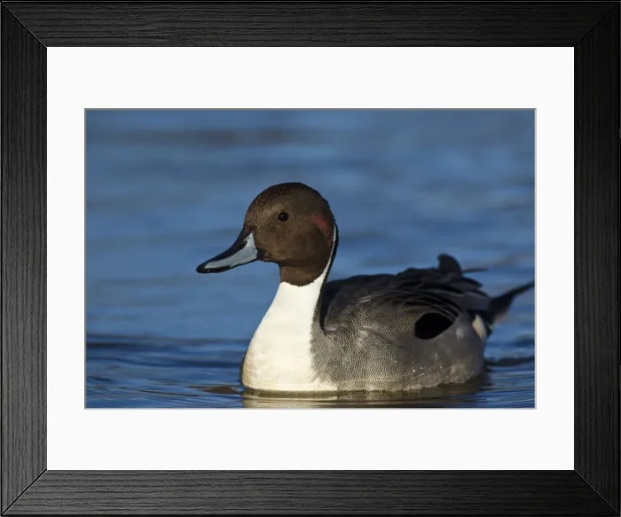 Framed Print : DDE-90028001 Framed Print : DDE-90028001