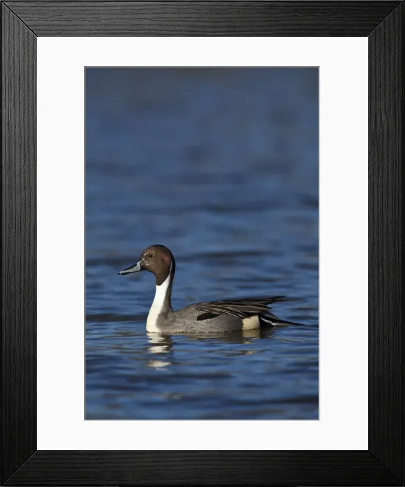 Framed Print : DDE-90028002 Framed Print : DDE-90028002