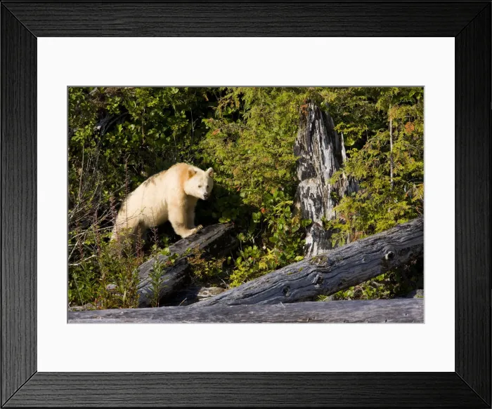 Framed Print : DDE-90028003 Framed Print : DDE-90028003